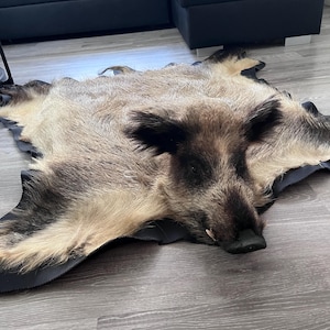 Könnte beinhalten: Ein Wildschweinfell-Teppich mit grobem, braun und beige meliertem Haar, einer dunklen Schnauze, sichtbaren Hauern und spitzen Ohren. Das Fell ist auf der Rückseite mit einem festen, schwarzen Stoff gefüttert und liegt flach auf dem Boden.
