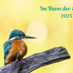 Eisvogelkalender Kalender 2025 Eisvogel Tiere Vögel Alcedo atthis Kingfisher
