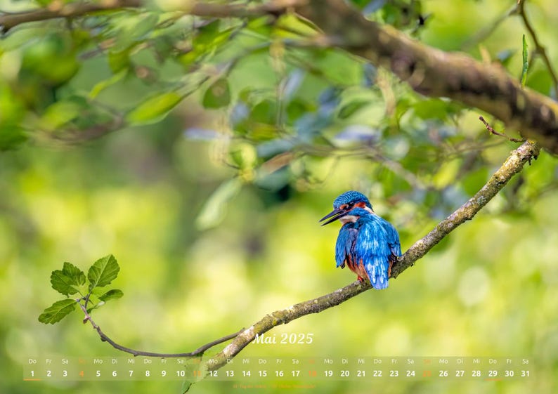 Kingfisher Calendar Calendar 2025 Kingfisher Animals Birds Alcedo