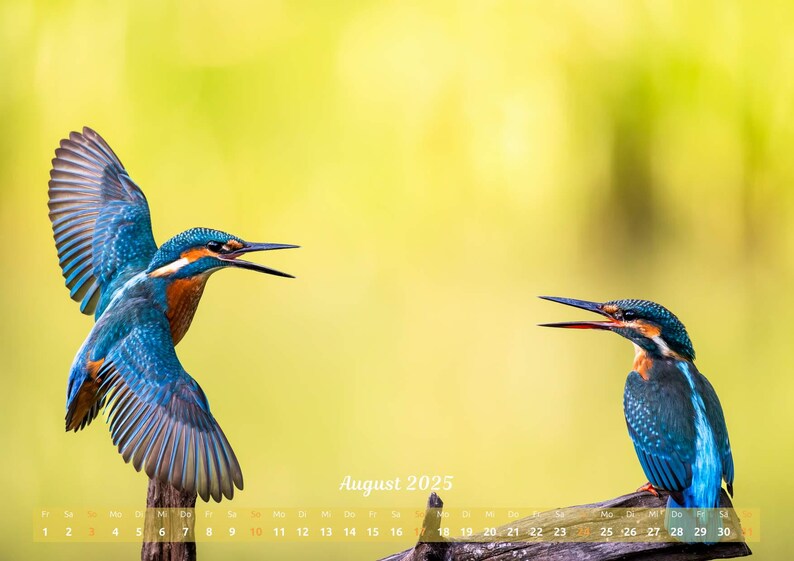 Kingfisher Calendar Calendar 2025 Kingfisher Animals Birds Alcedo