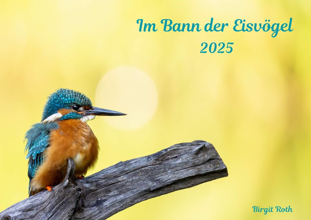 Kingfisher Calendar Calendar 2025 Kingfisher Animals Birds Alcedo