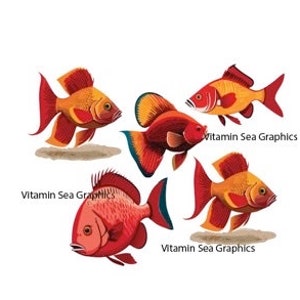 Red Fish Clipart Bulk 5 Count Transparent png Digital File
