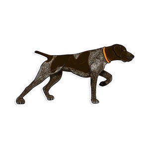 May include: A brown and white German Shorthaired Pointer dog with an orange collar is running with its head turned to the side.