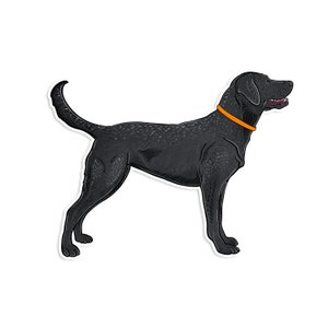 May include: A black Labrador Retriever with an orange collar, standing on a white background.