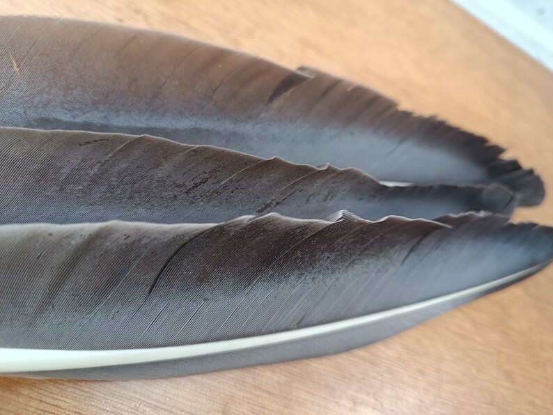 Wild Goose Feathers Ethical Moulted Quill Calligraphy Native Amarican