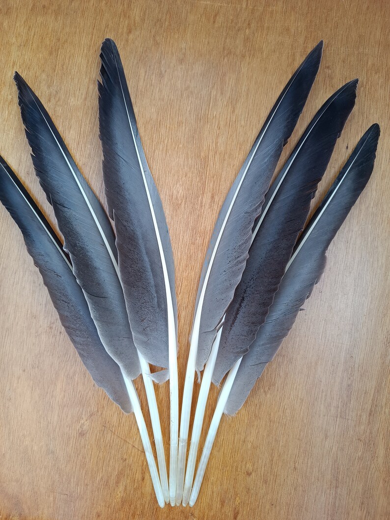 Wild Goose Feathers Ethical Moulted Quill Calligraphy Native Amarican