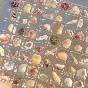 Puede incluir: Una bandeja de plástico transparente llena de conchas marinas de diferentes tipos. Las conchas están dispuestas en filas y columnas, y vienen en una variedad de formas, tamaños y colores.