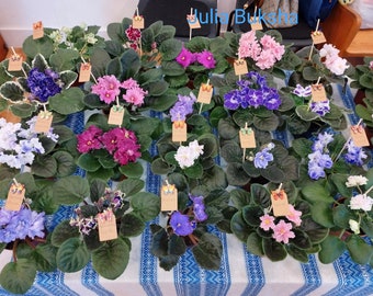 African Violets / plants / flowers