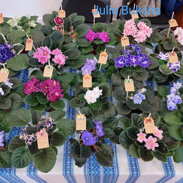 African Violets / plants / flowers