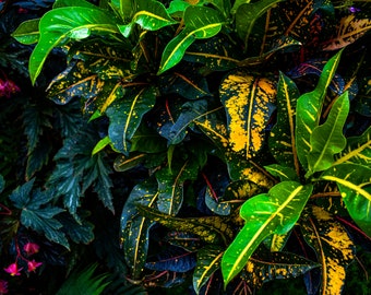 Hojas vibrantes de crotón – Arte mural de plantas tropicales – Fotografía botánica colorida – Descarga digital