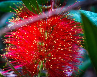 Red Bottlebrush Flower – Firework Bloom Wall Art – Botanical Photography Digital Download