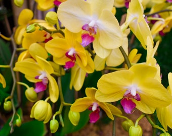 Yellow Me Please Orchid – Orchid Wall Art – Floral Photography Digital Download – Botanical Printable Decor