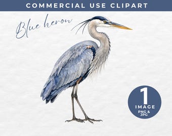 Watercolor Blue Heron Clipart, Coastal Bird PNG, Commercial Use Clipart, Wildlife Bird Illustration, Lake House Art