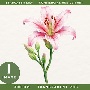 Aquarelle clipart étoile lys, fleur rose unique PNG, clipart floral botanique, artisanat, fabrication de cartes, faire-part de mariage bricolage