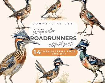 Roadrunner Clipart, Watercolor Roadrunner Clip Art, Running Roadrunners Clipart PNG, Digital Birds, Cute Baby Bird, Transparent PNG Graphic