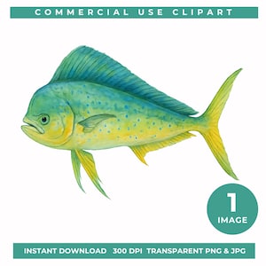 Clipart poisson Mahi Mahi, poisson tropical PNG, Art animalier aquarelle océan, clipart pêche sportive, Illustration de la vie marine, conception de décoration côtière