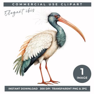 Elegante Clipart di uccello Ibis ad acquerello, arte murale di uccelli costieri, illustrazione digitale di fauna selvatica vintage, design della natura per artigianato, scrapbooking