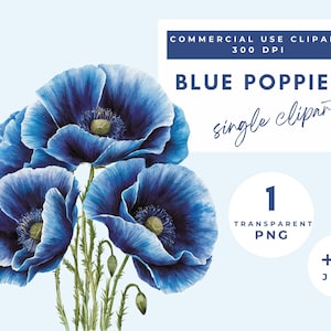 Blaumohn, blauer Mohn, blauer Mohn, blauer Mohn, blauer Mohn, blauer Mohn, blauer Mohn, blauer Mohn, blauer Mohn, blauer Mohn, blauer Mohn, blauer Mohn, blauer Mohn