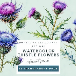 12 clipart de flor de cardo, flor roxa, cardo azul, clipart de aquarela para impressão, clipart de cardo, arte botânica, artesanato em papel digital