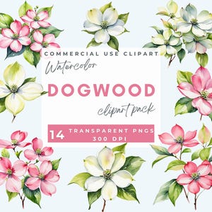 Kornoelje clipart, kornoelje ontwerpen, kornoelje takken en bloesem, aquarel bloemen clipart, commercieel gebruik, transparante achtergrond, png