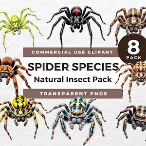 May include: A collection of eight spider illustrations in various colors and patterns. The image includes text that reads "COMMERCIAL USE CLIPART," "SPIDER SPECIES," "Natural Insect Pack," and "TRANSPARENT PNGS."