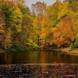 Autumn Forest Print: Golden Fall Landscape Photography (Digital Download)