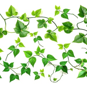 May include: A collection of green leaves and vines isolated against a white background. The leaves are arranged in a random pattern, with some overlapping and some separated. The leaves are all green, with some being a lighter shade of green than others.