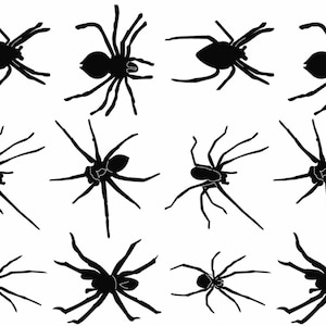 May include: Silhouettes of 12 spiders in various poses, all facing forward with eight legs and a round body. The spiders are black against a white background.
