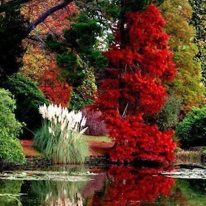 May include: A vibrant autumn landscape featuring a striking red tree and tall white pampas grass plumes situated along the edge of a calm pond. The water surface reflects the colourful foliage and green trees, with scattered lily pads floating on the surface.