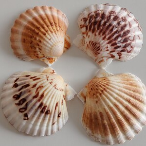 Op de afbeelding: Vier sint-jakobsschelpen gerangschikt in een vierkante formatie. Elke schelp heeft een waaiervormig ontwerp met duidelijke radiale ribbels. De schelpen vertonen variërende patronen van crème, lichtbruin en donkerbruin op hun oppervlakken.