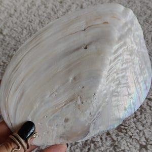 Puede incluir: Una concha marina grande e iridiscente con una superficie lisa y nacarada que presenta tonos blancos y crema sutiles. La concha tiene una forma curva de abanico con texturas orgánicas naturales, líneas de crecimiento tenues y un pequeño orificio.