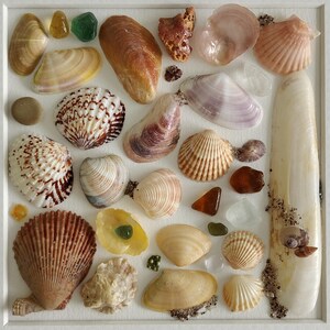 Puede incluir: Una colección de diversas conchas marinas y cristales de mar dispuestos en un marco cuadrado blanco. Las conchas varían en tamaño, forma y color, incluyendo tonos de beige, marrón y blanco. También hay varios trozos de vidrio de mar colorido.