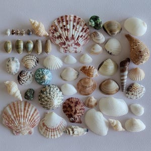 Può includere: Una collezione di varie conchiglie di forme, dimensioni e colori diversi, tra cui tonalità bianche, marroni, beige e verdi. L'assortimento comprende capesante a ventaglio, conchiglie a spirale, bivalvi lisci e piccoli gasteropodi.