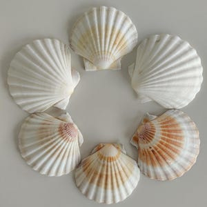 Könnte beinhalten: Sechs Jakobsmuscheln, die in einem kreisförmigen Muster angeordnet sind. Die Muscheln haben eine fächerförmige Struktur mit ausgeprägten radialen Rippen. Die Farben reichen von Cremeweiß bis zu sanften Tönen in Beige, Hellbraun und Orange.
