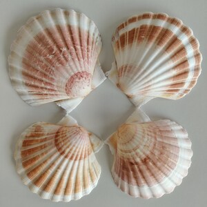 Puede incluir: Cuatro conchas de vieira dispuestas en formación cuadrada. Cada concha presenta un diseño en forma de abanico con crestas radiantes, mostrando una paleta de colores desde blanco crema hasta tonos marrón rojizo en las superficies curvas.