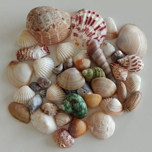 May include: A collection of various seashells in diverse shapes, sizes, and textures. The assortment includes spiral, fan-shaped, and bivalve shells in shades of white, tan, brown, green, and reddish-pink, arranged in a dense, overlapping cluster.