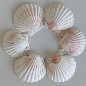 Naturlig pilgrimsmussla vit/rosa snäckskal 9,5-11 cm. Kustdekoration, smyckesfat, stranddekoration och presentidé