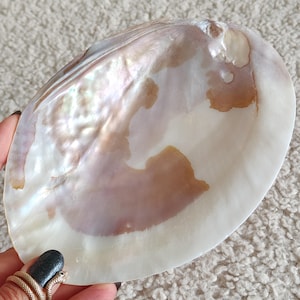 Stor vit musselskal 16 cm, naturligt polerat snäckskal, kustdekor, smyckesfat, heminredning och presentidé
