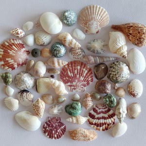 Könnte beinhalten: Eine Sammlung verschiedener Muscheln und Seeigelreste in unterschiedlichen Formen, Größen und Farben, darunter Weiß, Braun, Beige und Grün. Das Sortiment umfasst fächerförmige Jakobsmuscheln, spiralförmige Schneckenhäuser und glatte Kiesel.