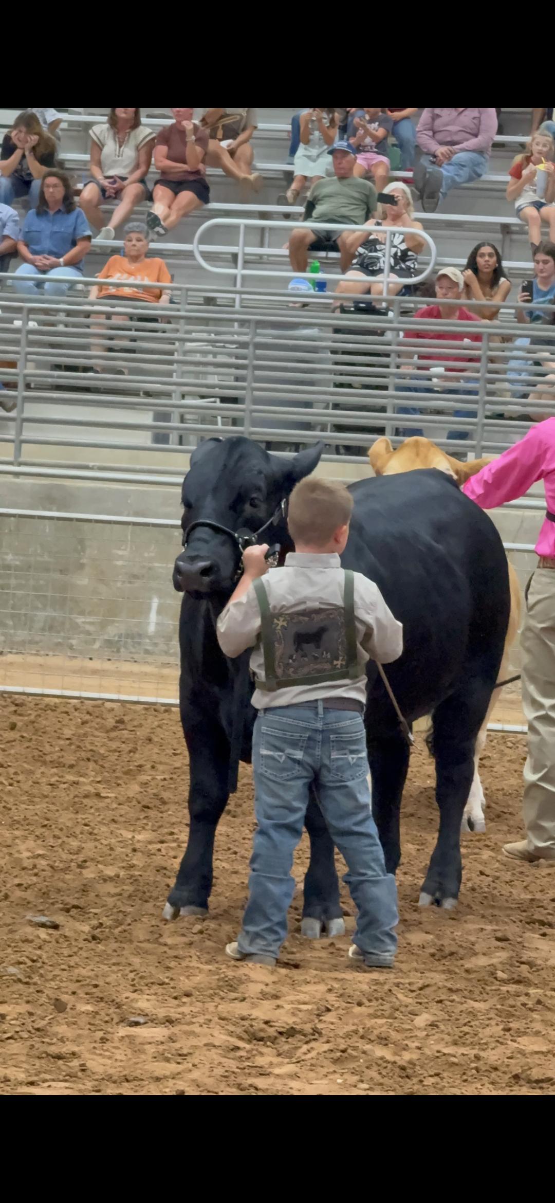 Leather show harness for 4H, FFA or livestock - Thumbnail 6