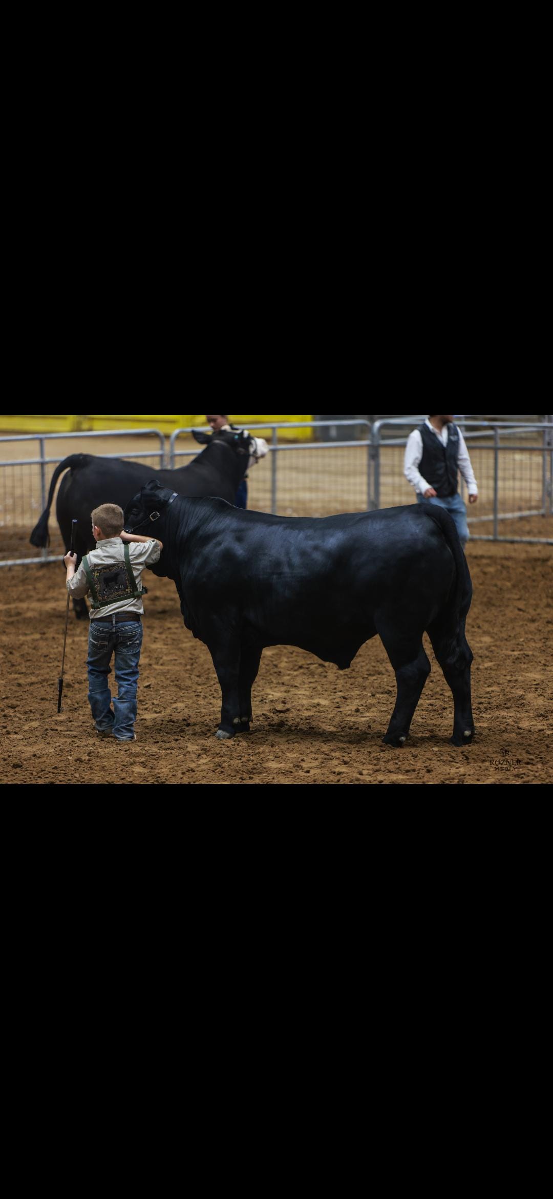 Leather show harness for 4H, FFA or livestock - Thumbnail 5