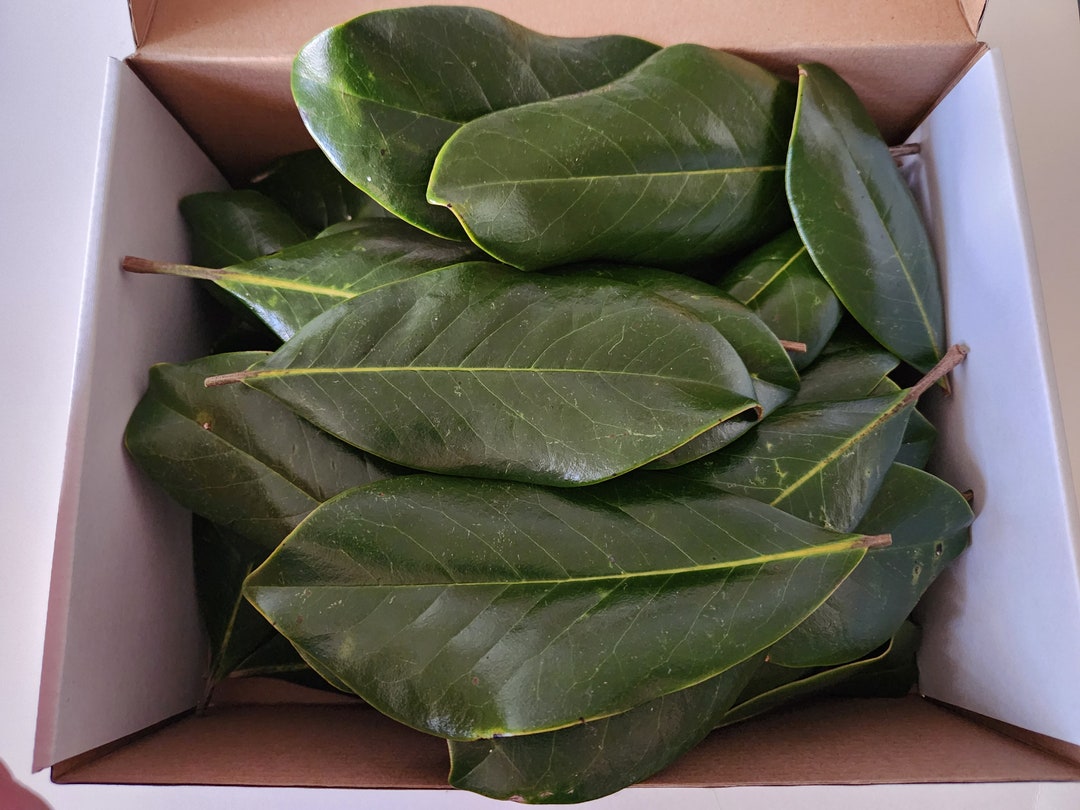 Fresh Magnolia Leaves 50 Leaves Etsy