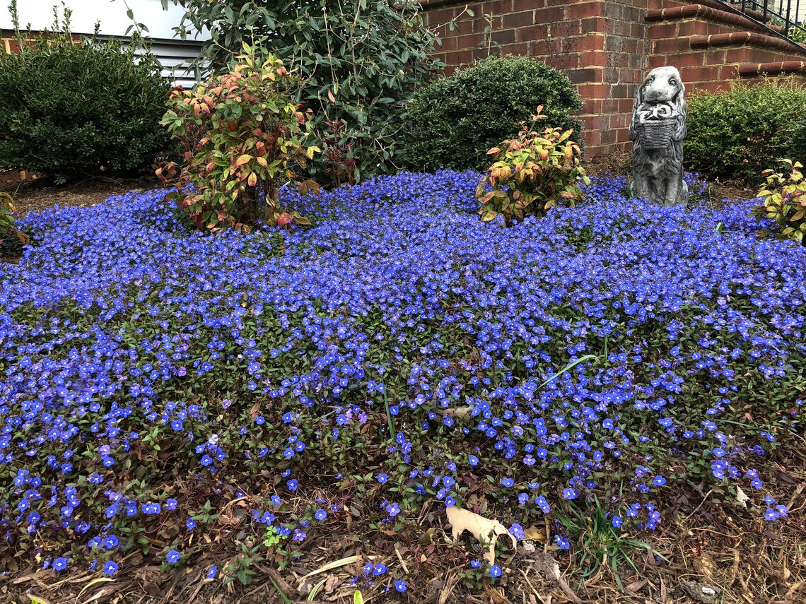 Blue Creeping Thyme Seeds Blue Carpet Creeping Thyme Seeds Etsy