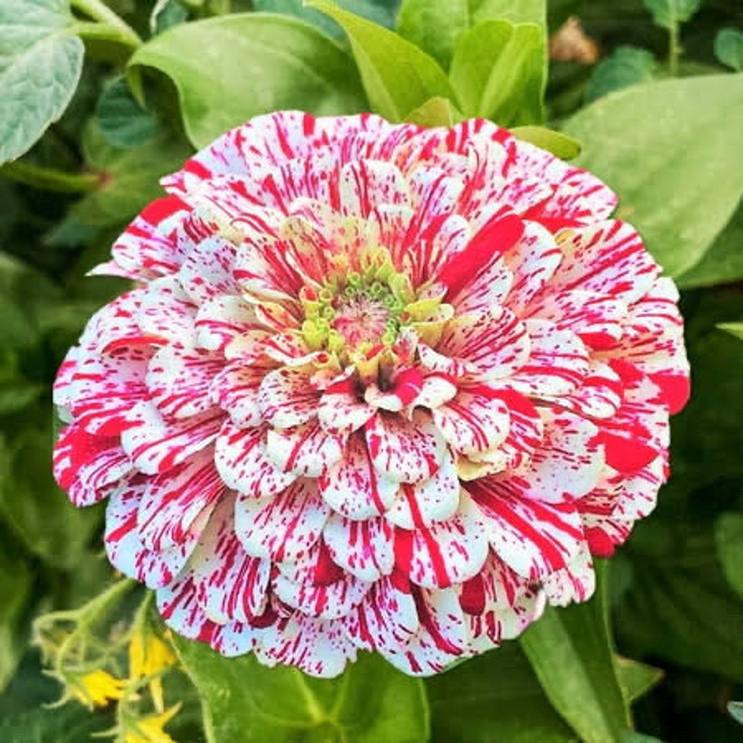 Peppermint Zinnia Flower Seeds, Candy Cane Zinnia Flower Seeds, Red and