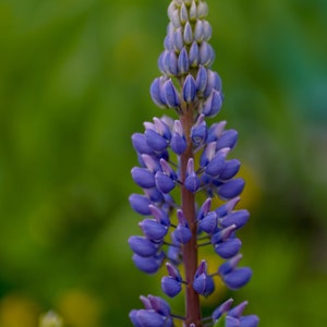 May include: A close-up of a purple lupin flower with a green background. The flower is in bloom and has a long stem.