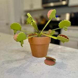 May include: A decorative Venus flytrap plant in a terracotta pot. The plant features green leaves and pink and green traps. One trap is detached and lying next to the pot. The plant is on a white countertop.