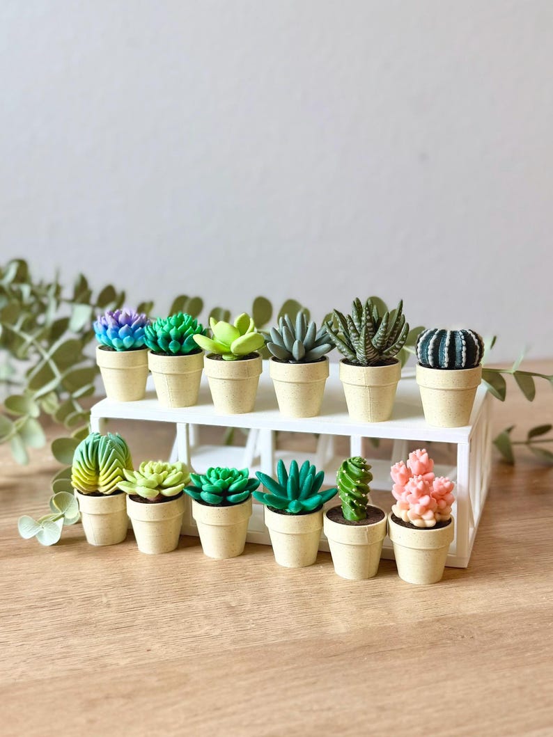 May include: A collection of twelve miniature succulent and cactus plants in small, light-colored pots, arranged on a white two-tiered display stand. The plants feature various shapes and colors, including shades of green, pink, purple, and blue.