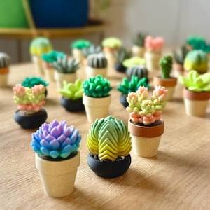 May include: A collection of miniature succulent plants in small pots. The succulents feature various shapes and colors, including shades of green, pink, blue, and yellow. Each plant is housed in a tiny, individual container, either beige or black.