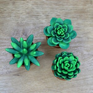 May include: Three small potted succulents with green leaves. The succulents are in brown pots and are arranged on a light brown wooden surface.