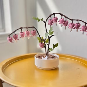 May include: A pink bleeding heart plant in a white pot on a yellow table. The plant has many pink flowers shaped like hearts.